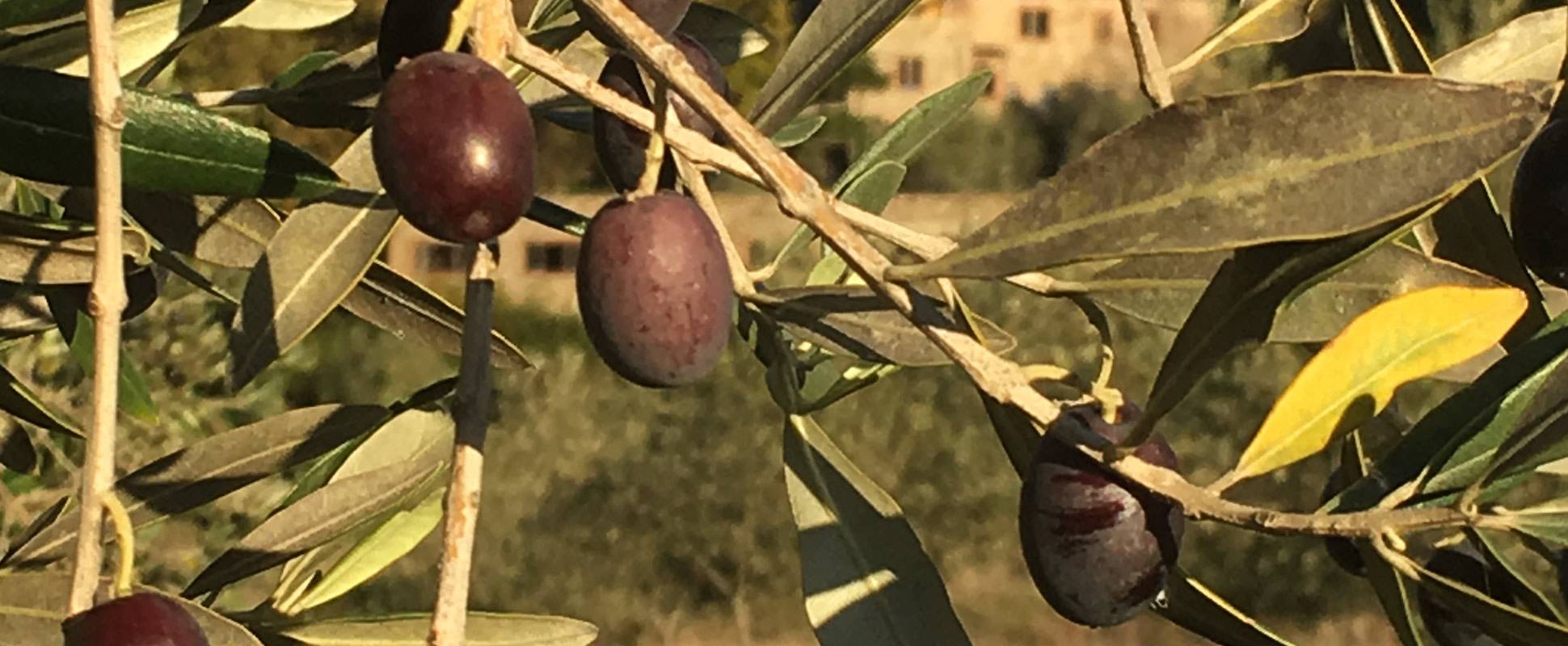 Olivenöl - Montecatini
